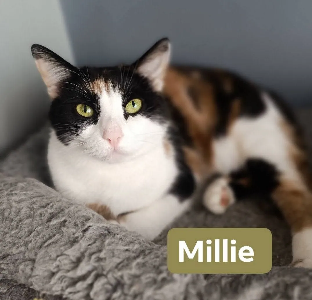 Millie – Photo 1 of 3