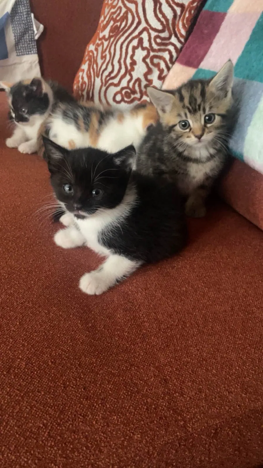 Unnamed Cat – Photo 1 of 2