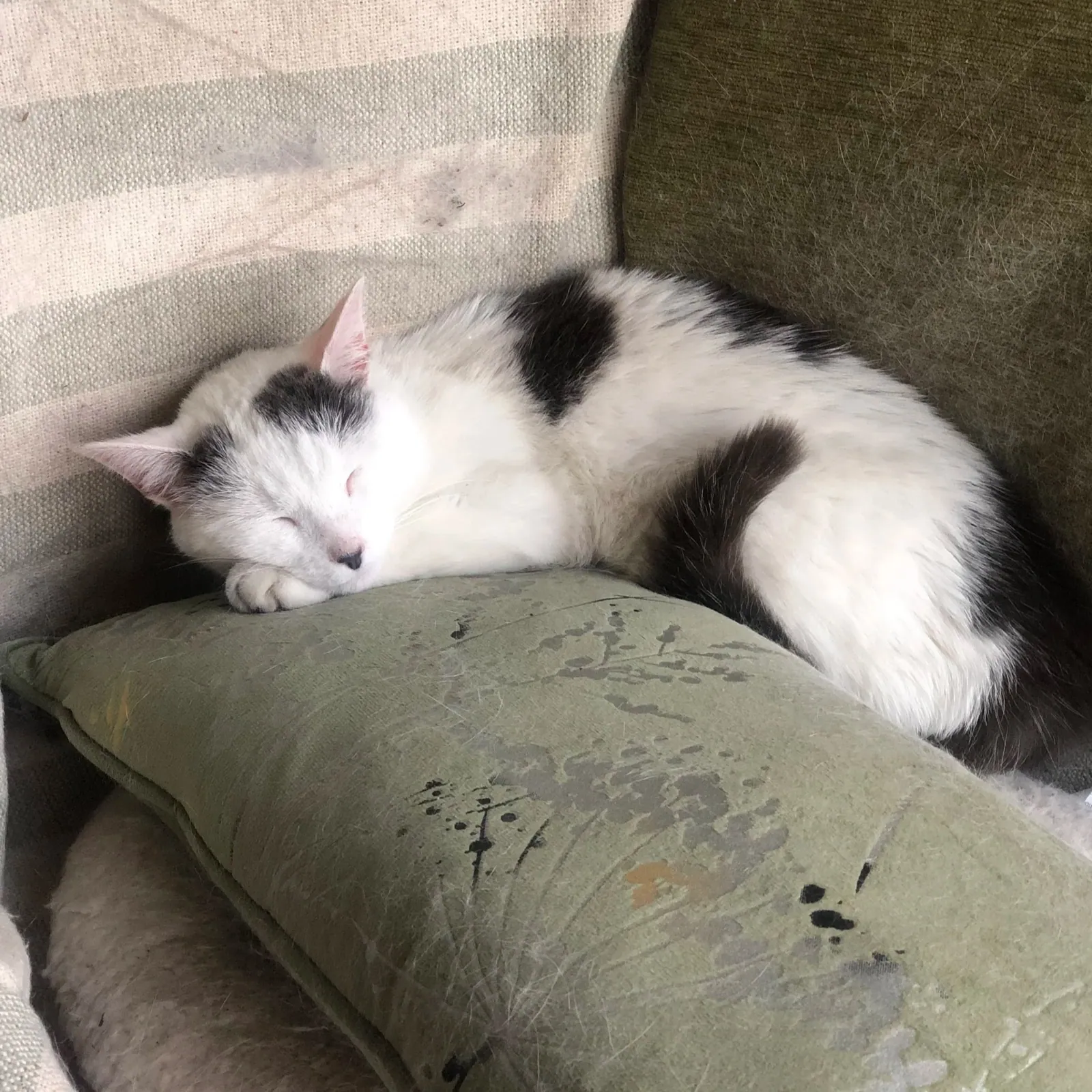 Puddy – Photo 1 of 1
