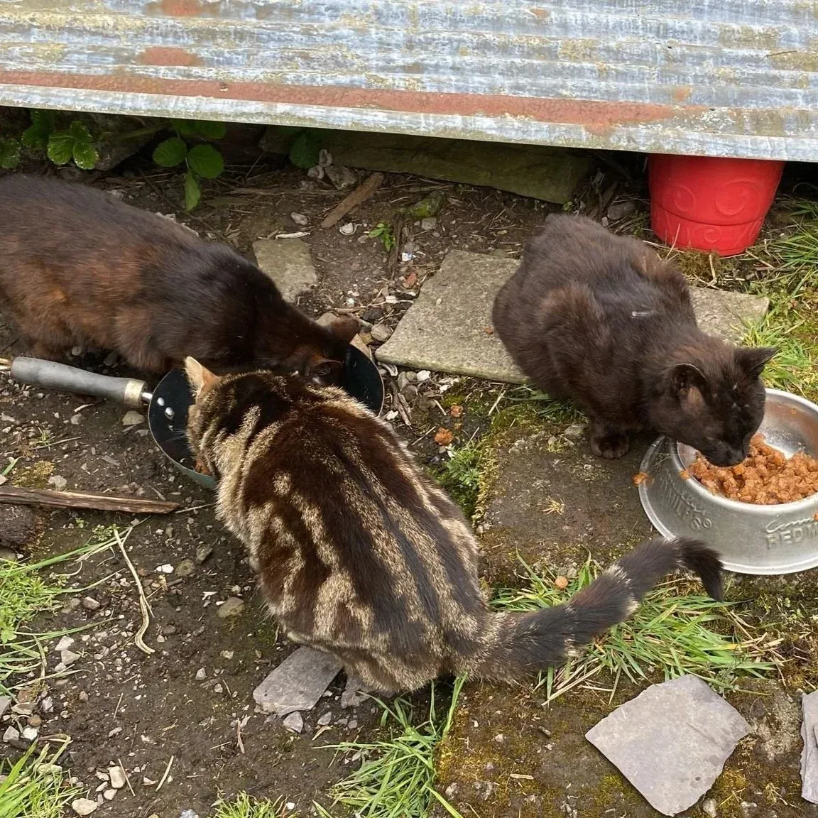 Bibi, Thomas, Coal – Photo 1 of 1