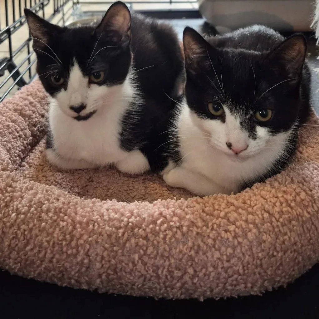 Rosie and Posey – Photo 1 of 1