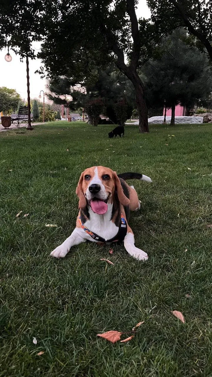Monty – Photo 1 of 3