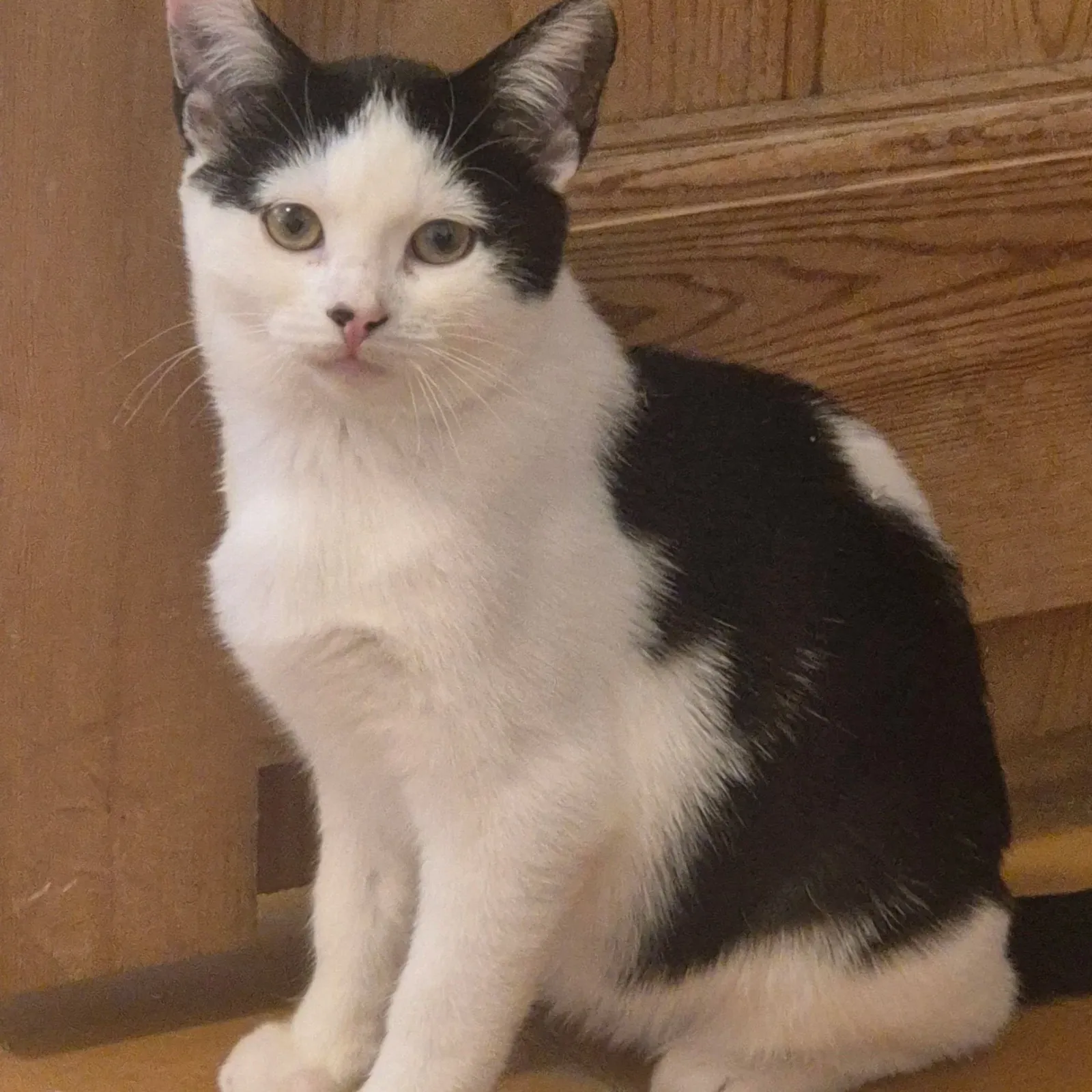 Louie – Photo 1 of 1