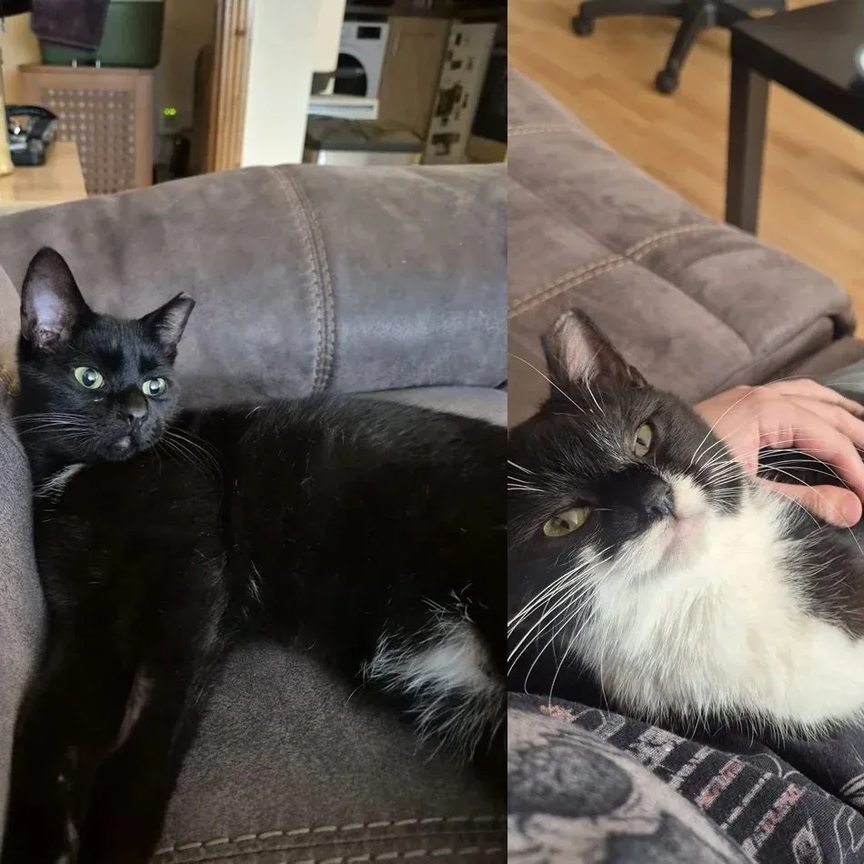 Edward and Alphonse – Photo 1 of 1