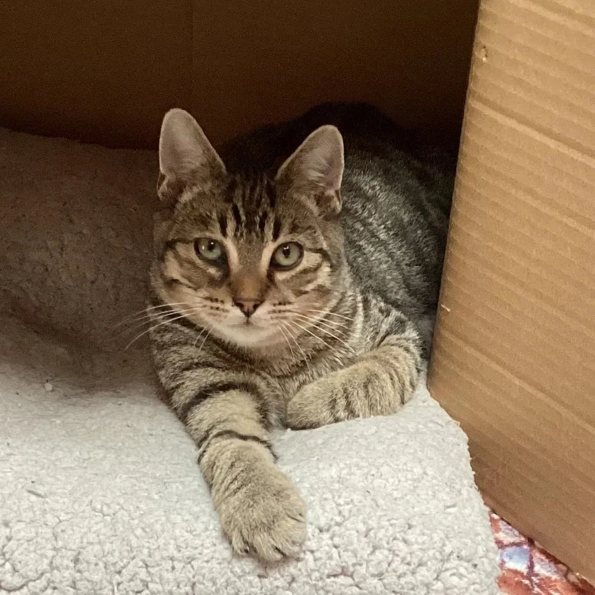 Meko – Photo 1 of 1