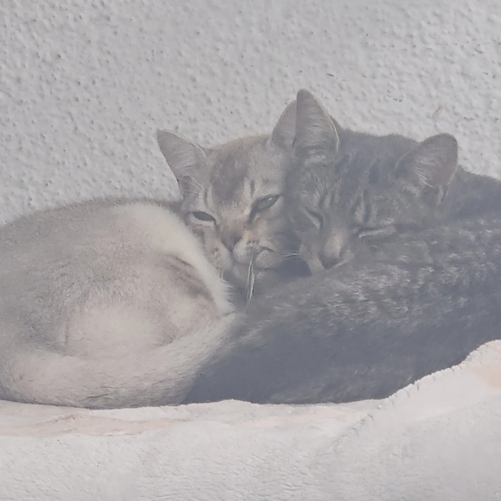 Ginny and Winston – Photo 1 of 1