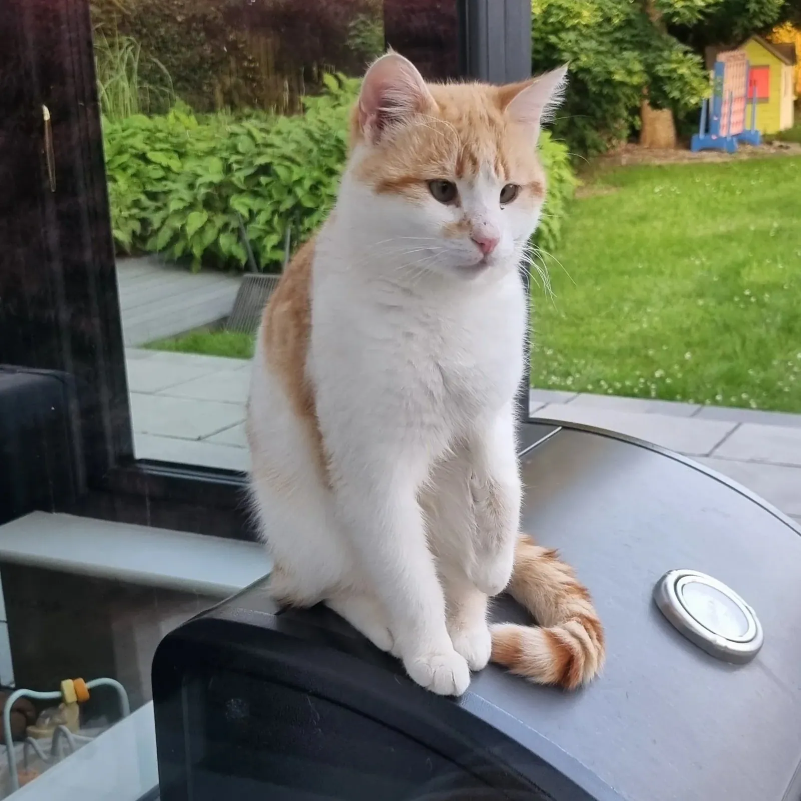 Biscuit – Photo 1 of 1