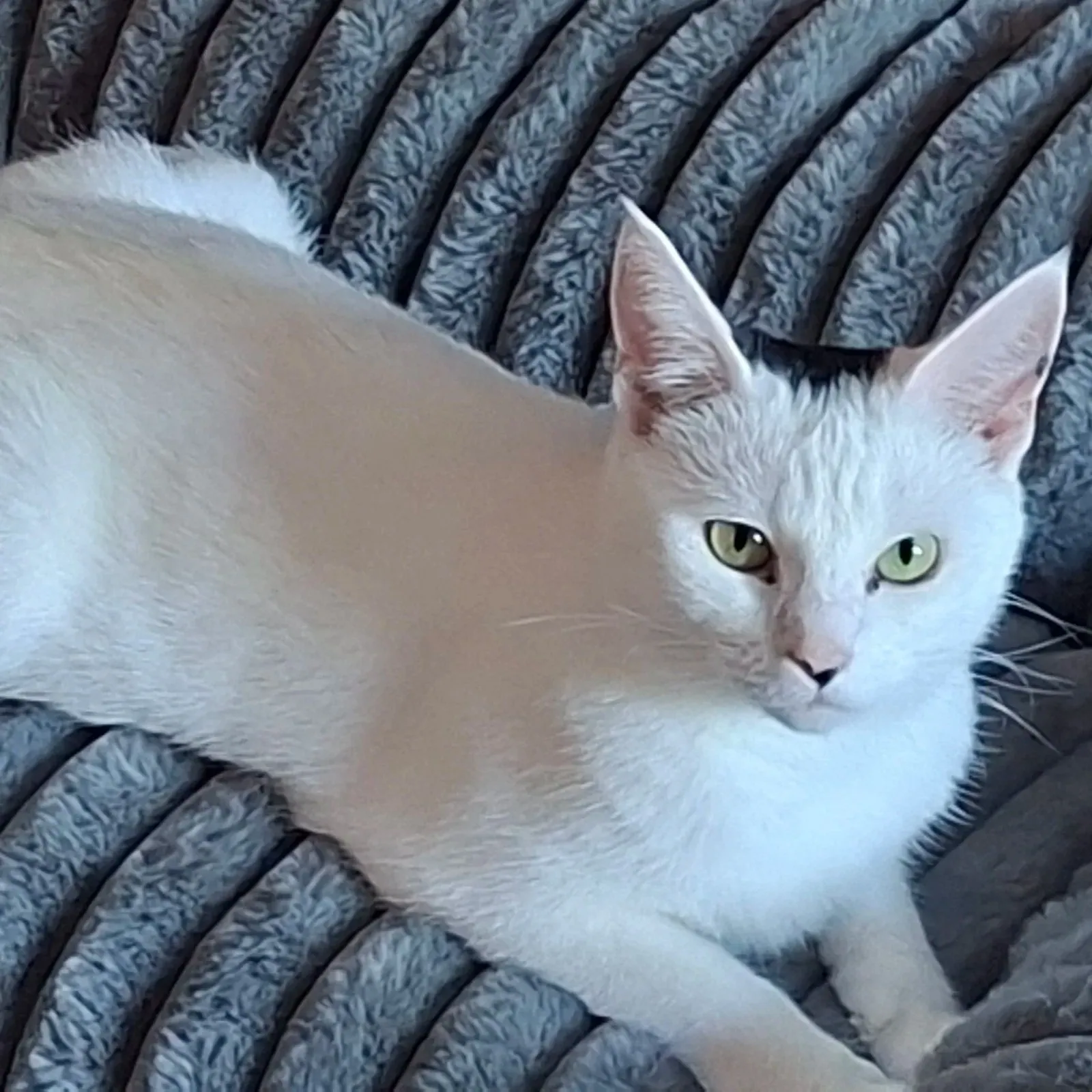 Oreo – Photo 1 of 1