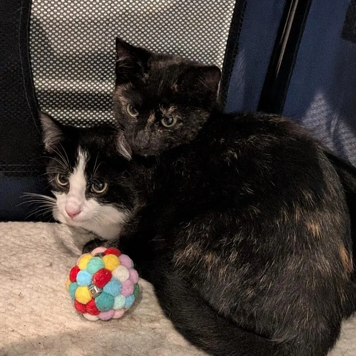 Cici and Pebbles – Photo 1 of 1