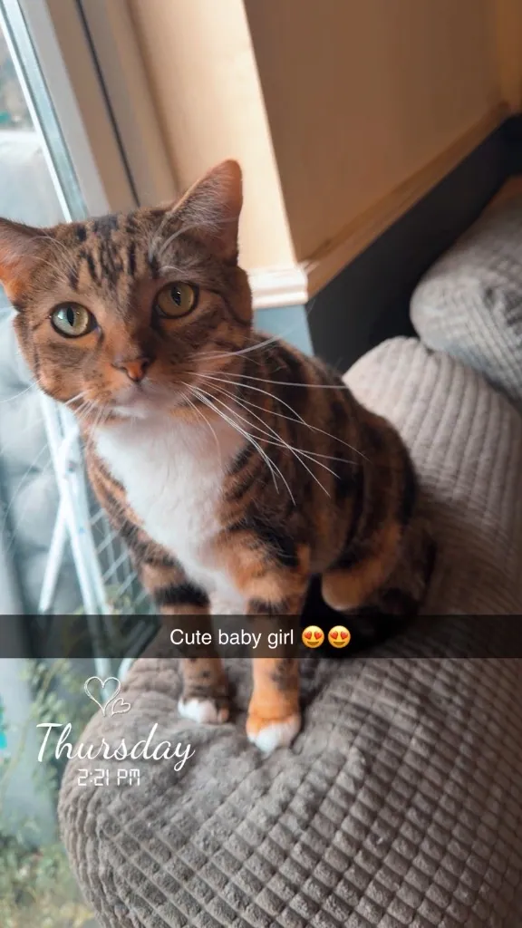 Nala – Photo 1 of 1