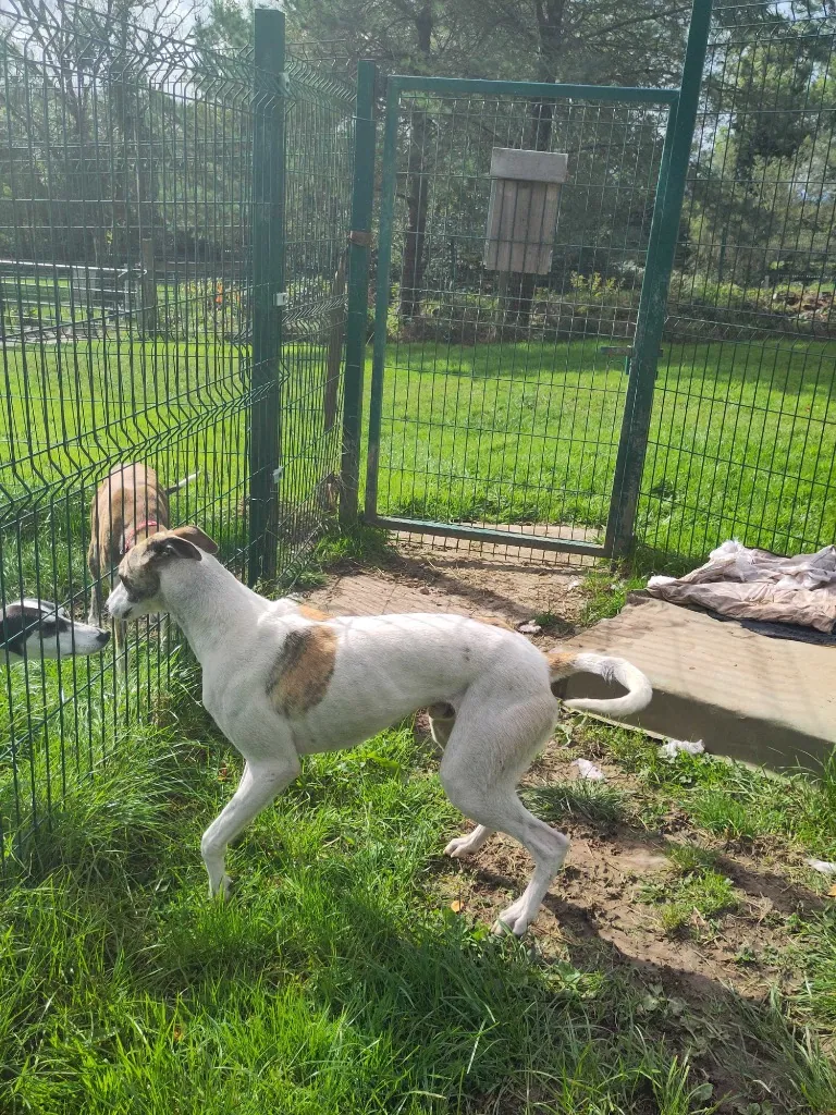 Ringo – Photo 1 of 2