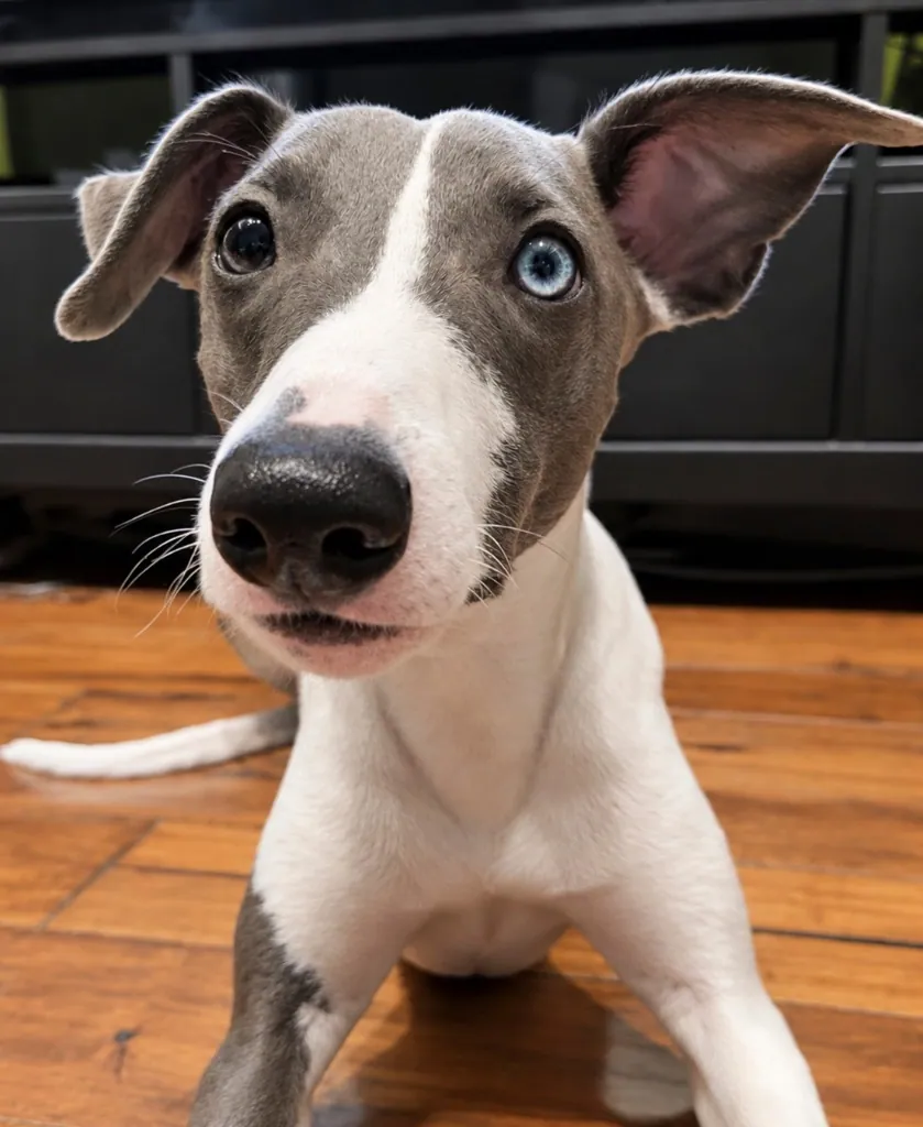 Cookie – Photo 1 of 1