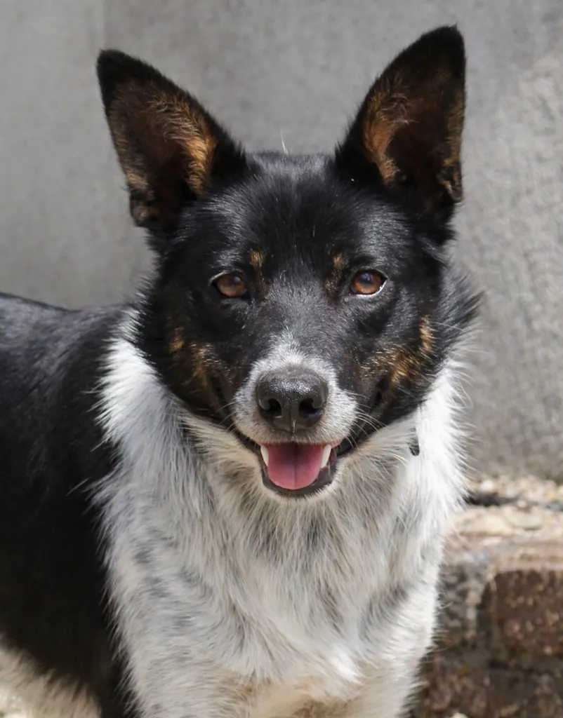 Benny – Photo 1 of 5
