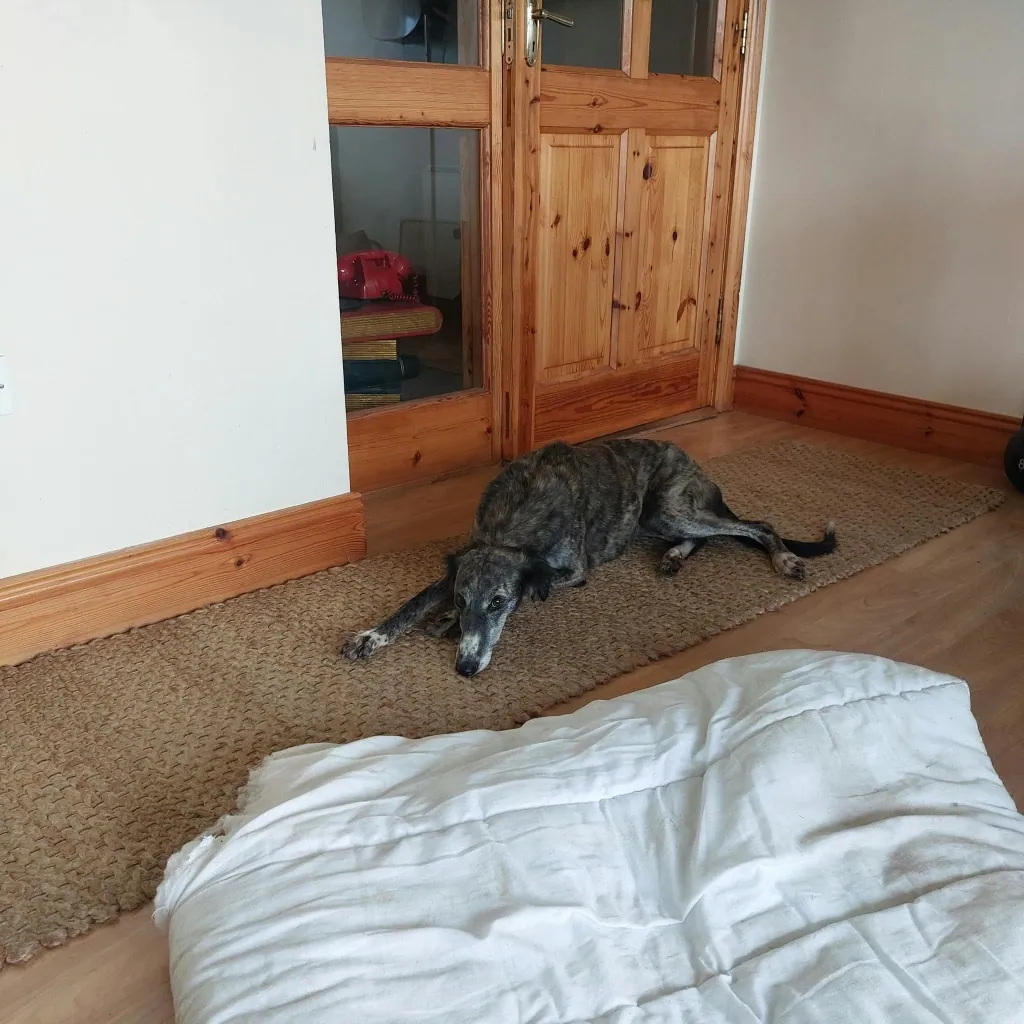 Molly – Photo 1 of 1