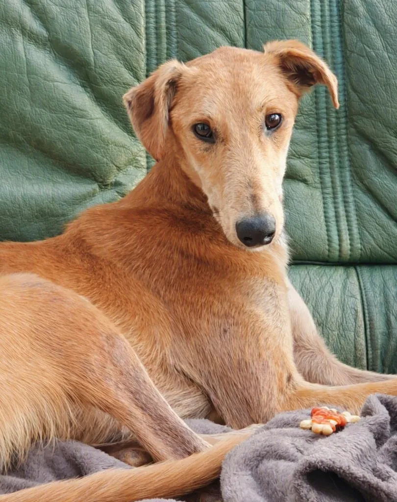 Morris – Photo 1 of 3