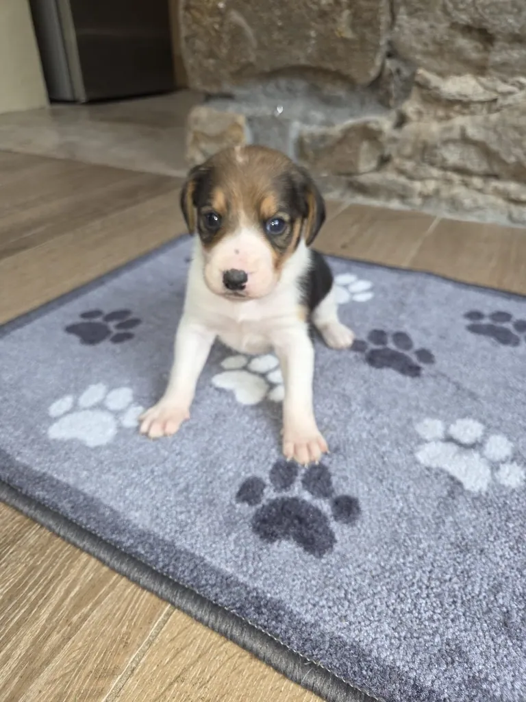 Millie – Photo 1 of 1