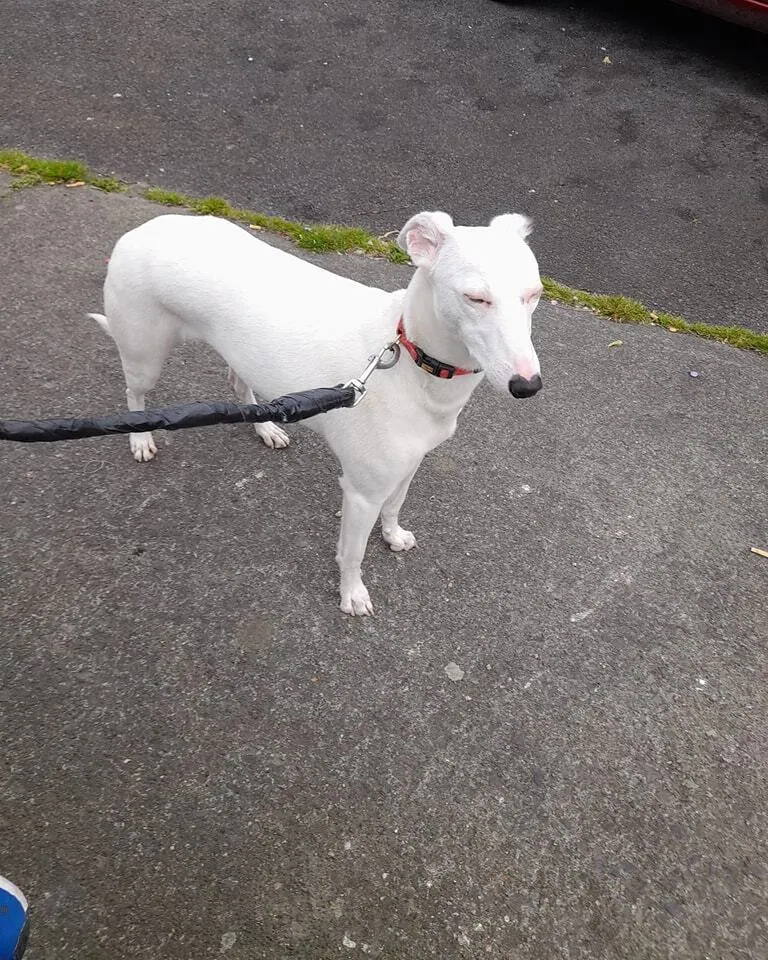 Unnamed dog – Photo 1 of 1
