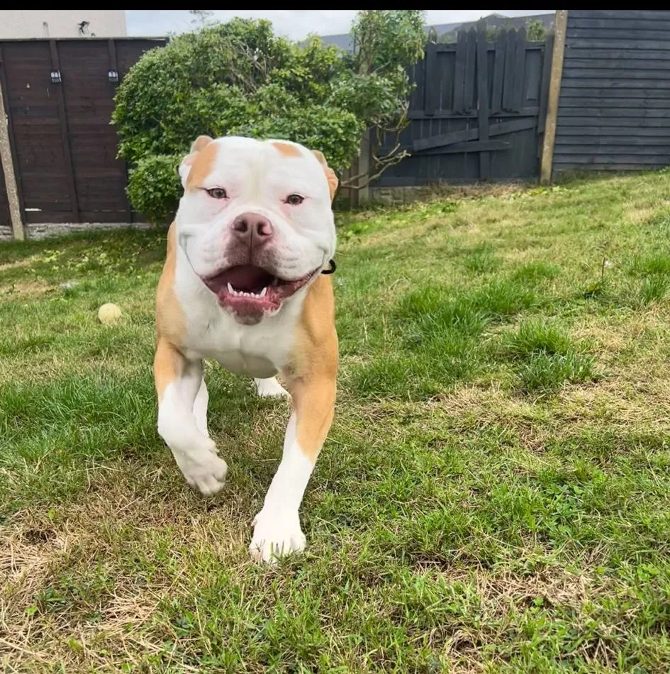 Chunk – Photo 1 of 1