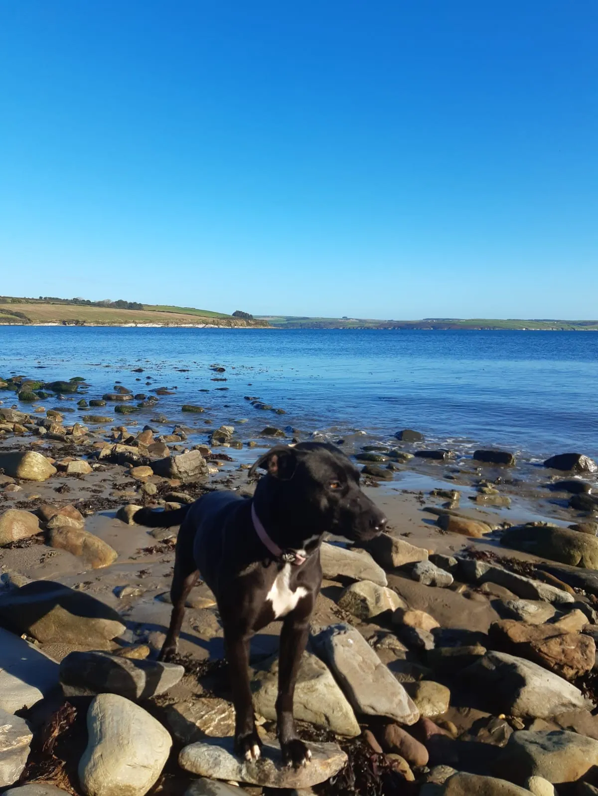 Koda – Photo 1 of 4