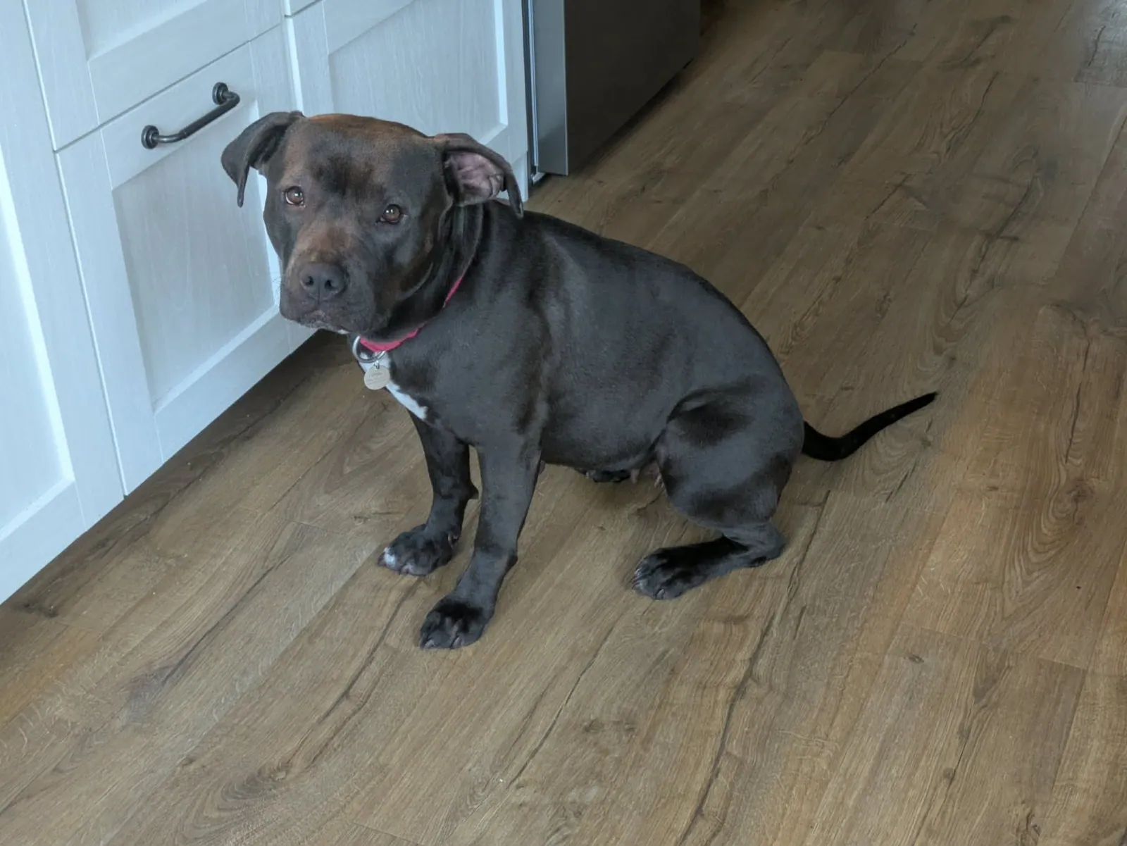 Layla – Photo 1 of 1