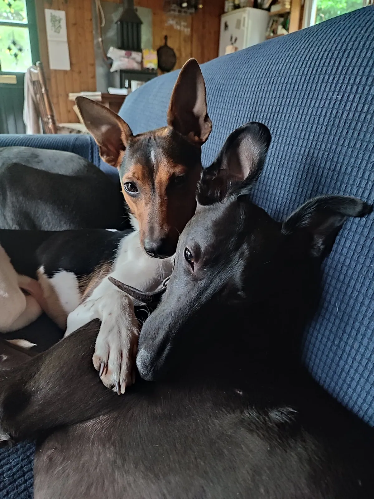 Piper – Photo 1 of 4