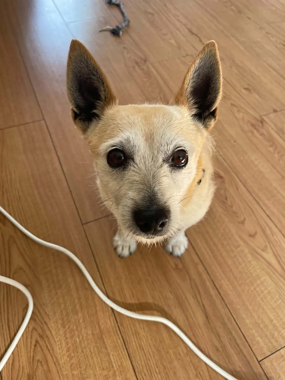 Sparky – Photo 1 of 2