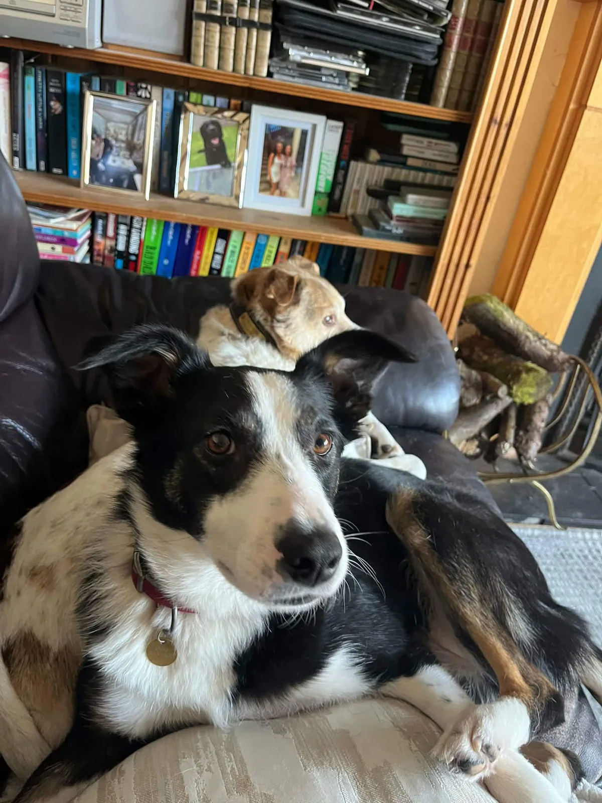 Maggie – Photo 1 of 2