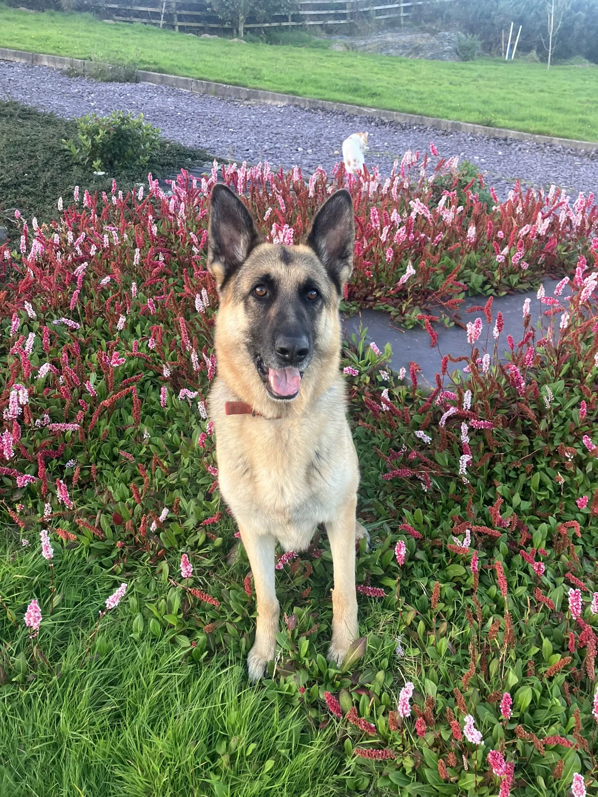 Milo – Photo 1 of 2