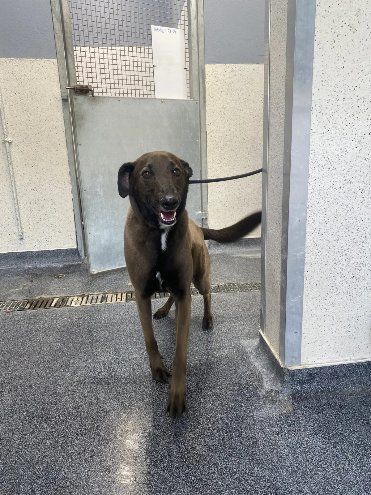 Stray S209 – Photo 1 of 3