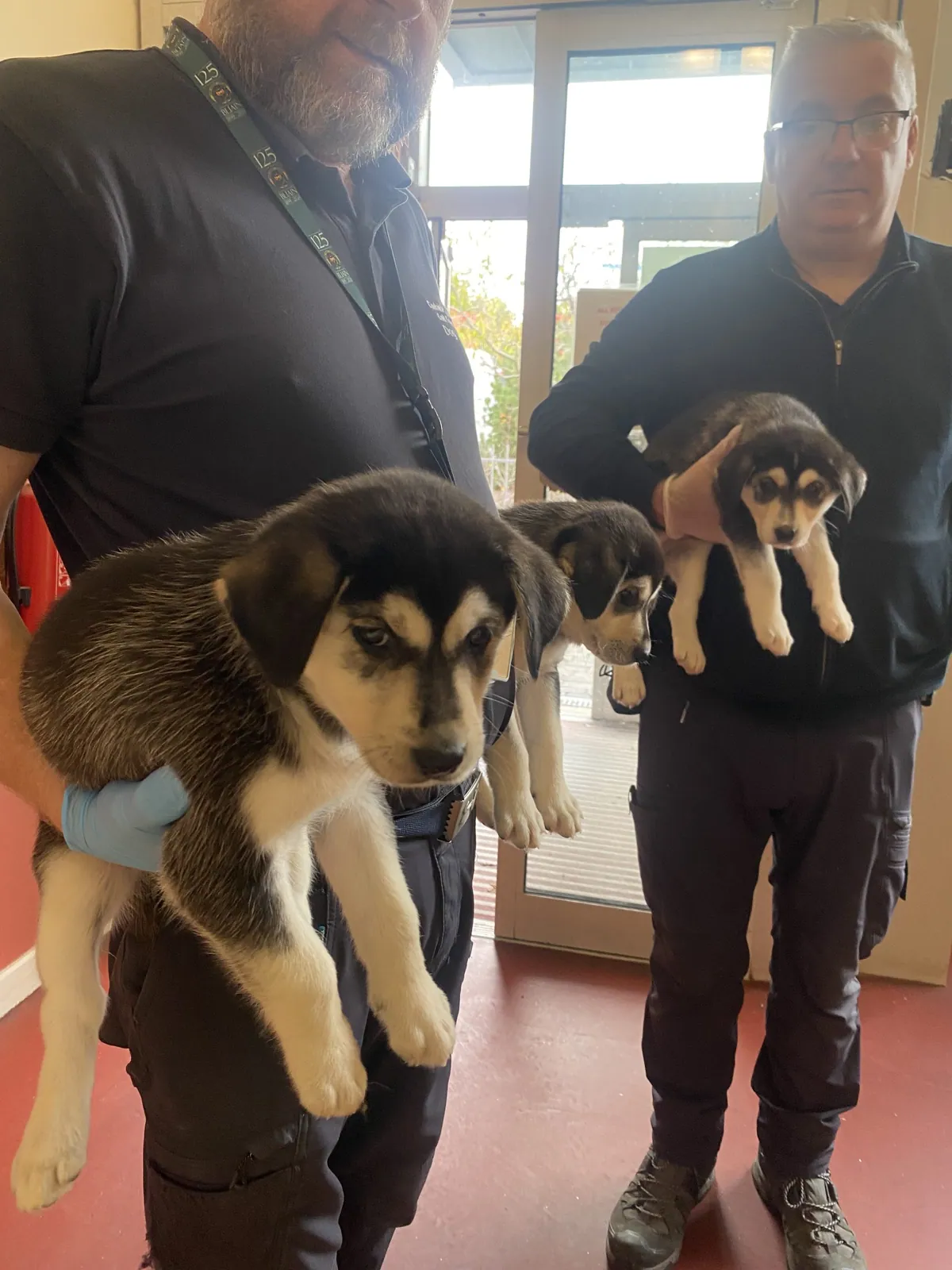 Husky Labrador Puppies require homes.