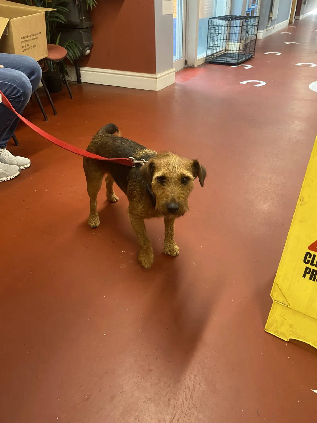 Stray S211 – Photo 1 of 3