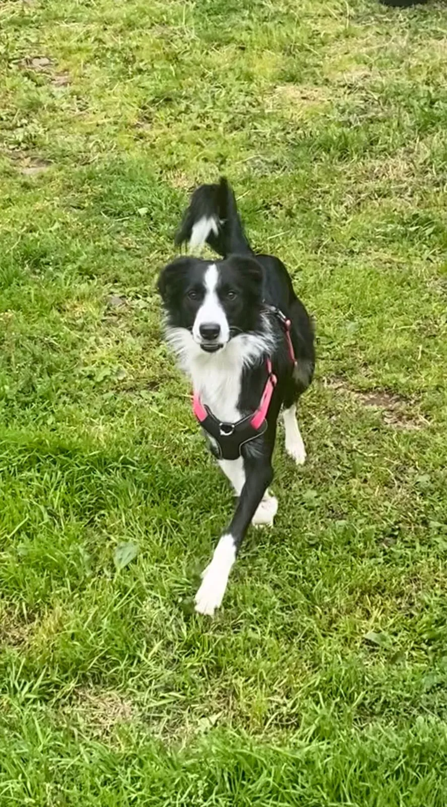 Maisie – Photo 1 of 3