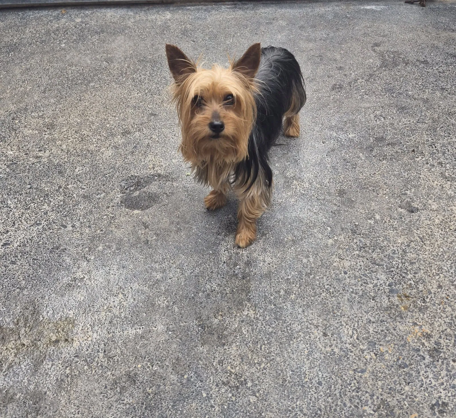 Roxie