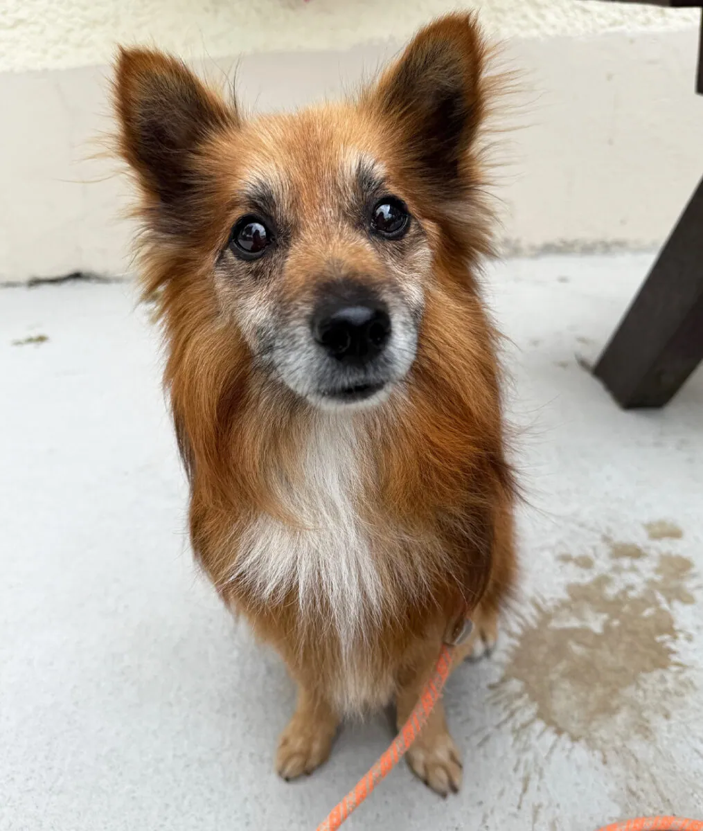 Buddy – Photo 1 of 3