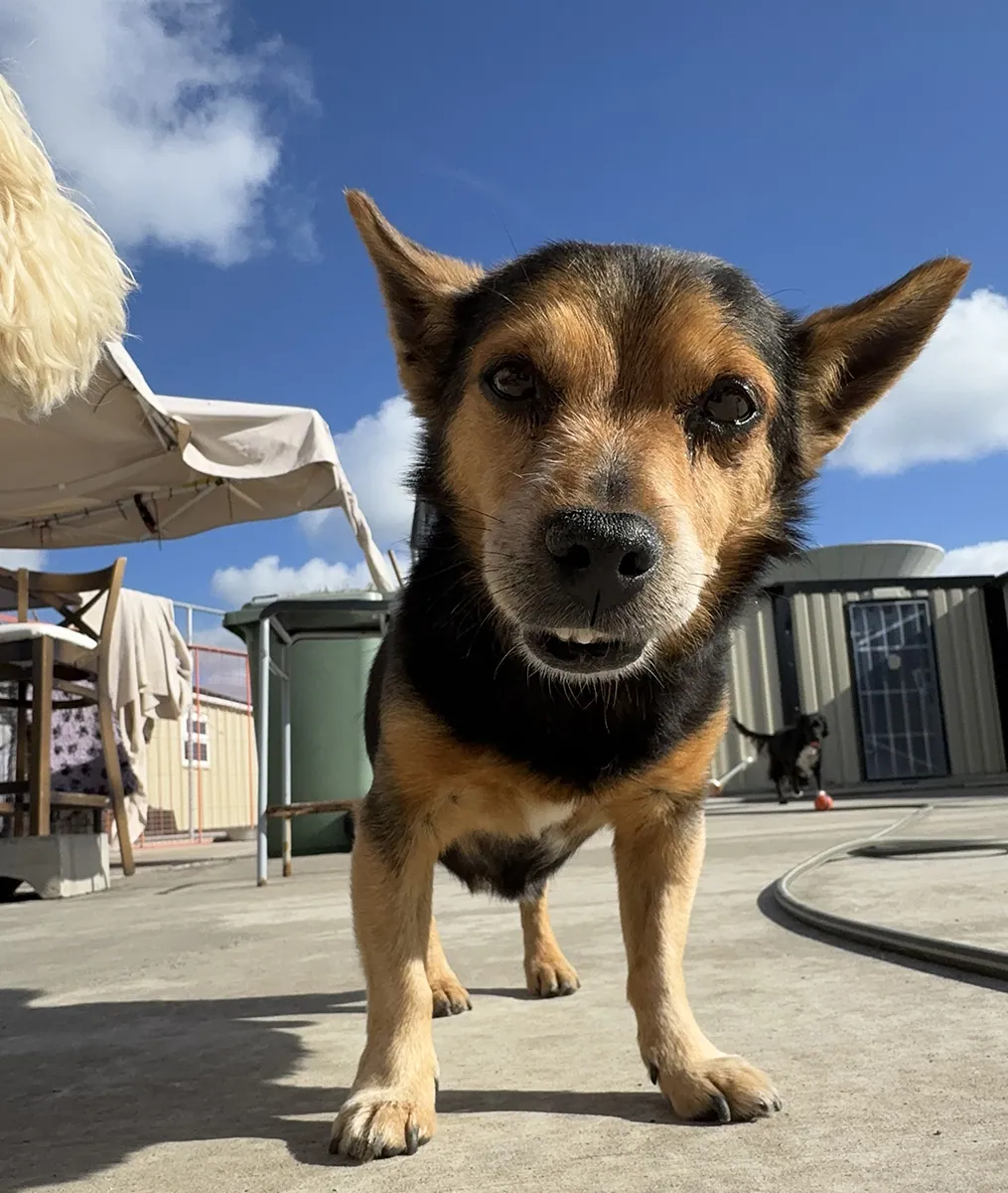 Rambo – Photo 1 of 6