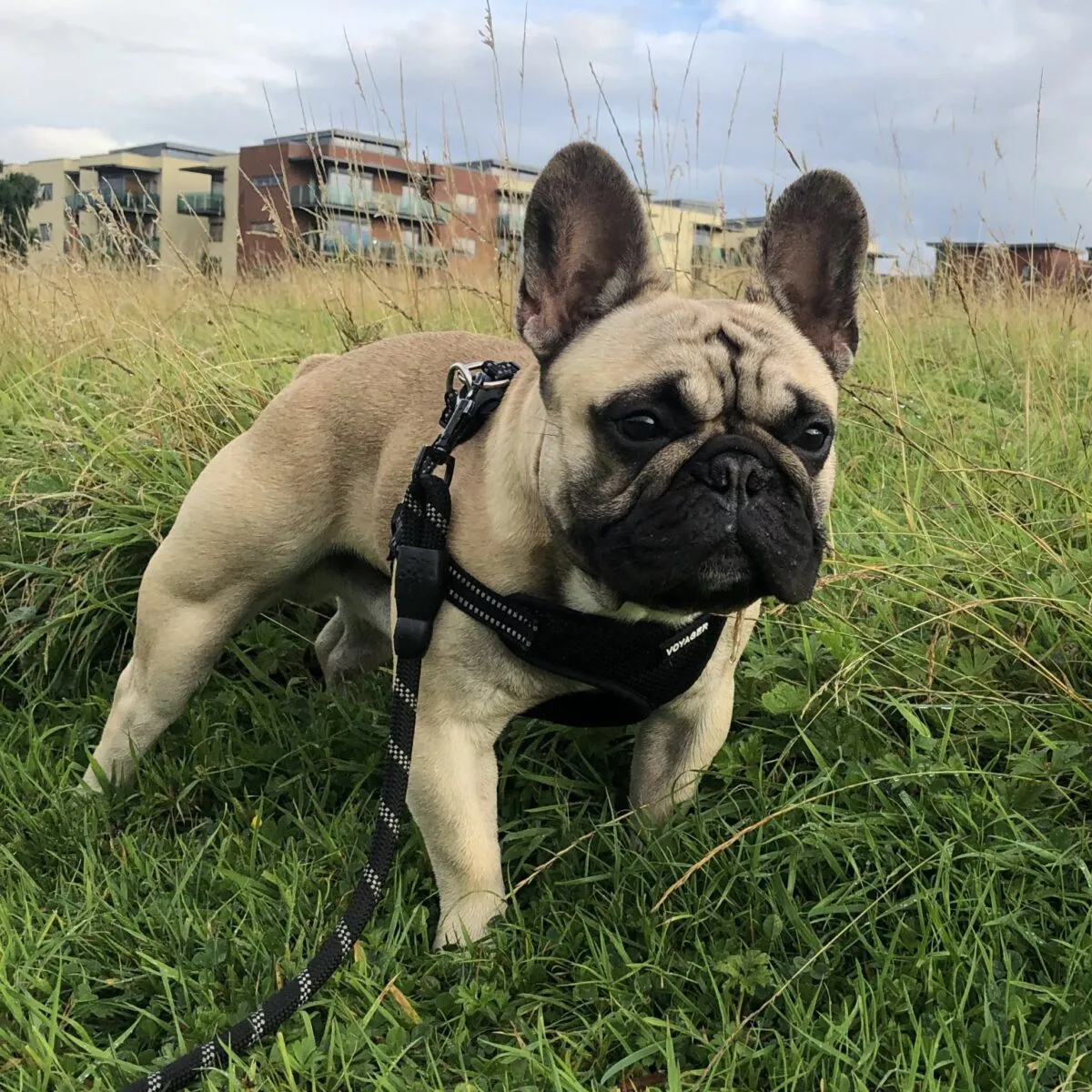 Henry – Photo 1 of 1