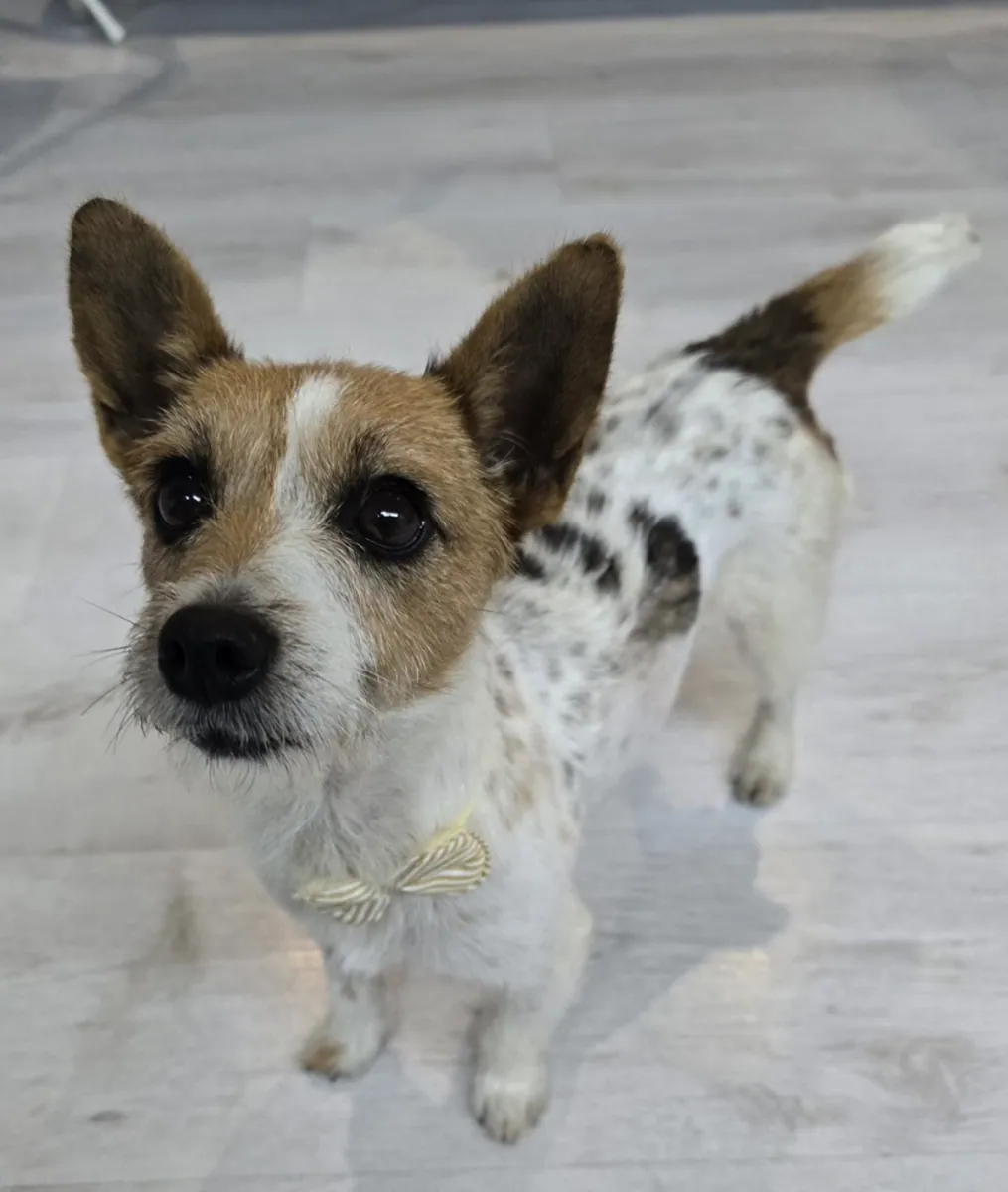Minnie – Photo 1 of 4
