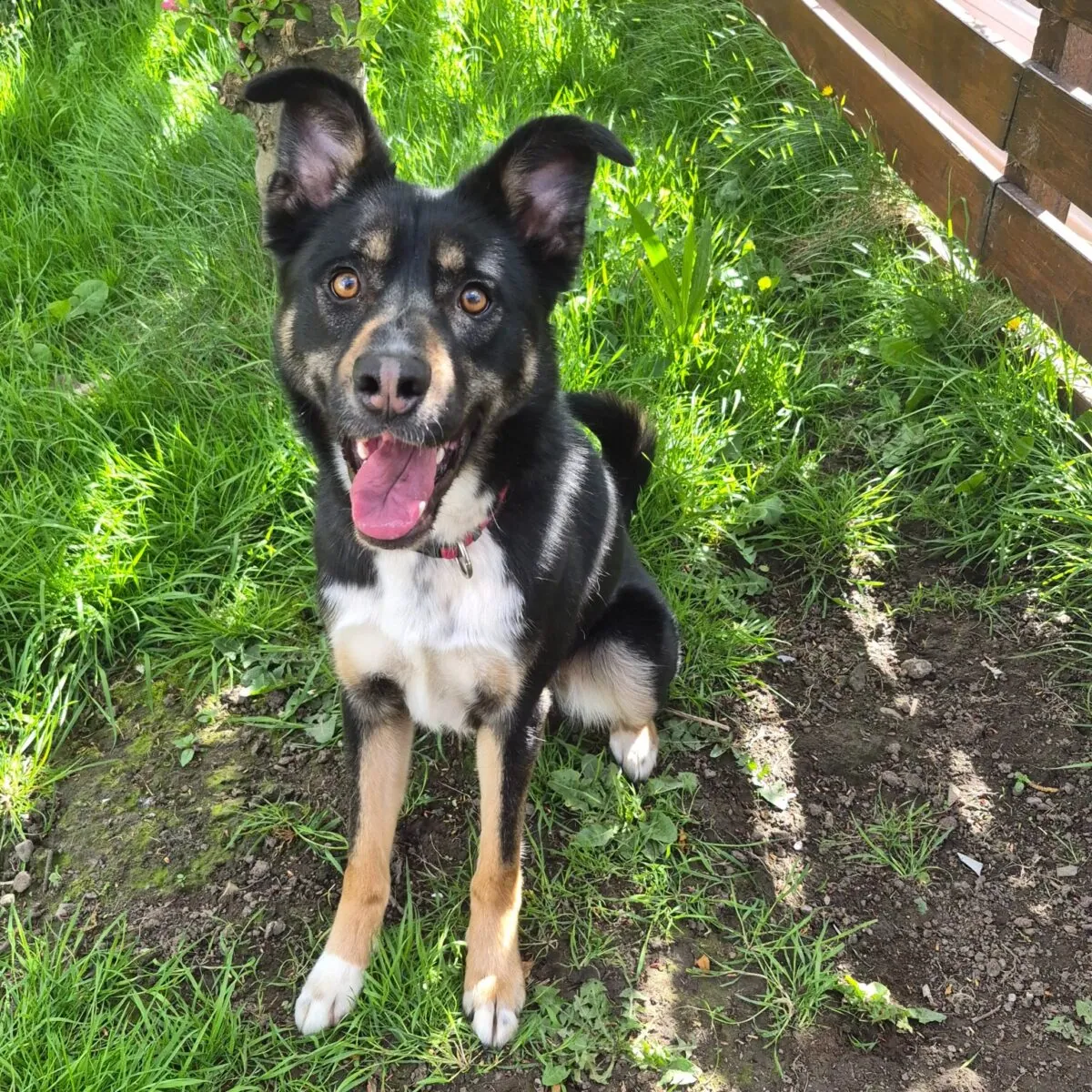 Milo – Photo 1 of 1