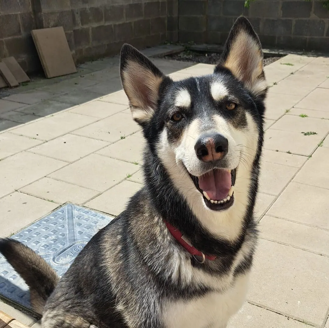 Balto – Photo 1 of 2