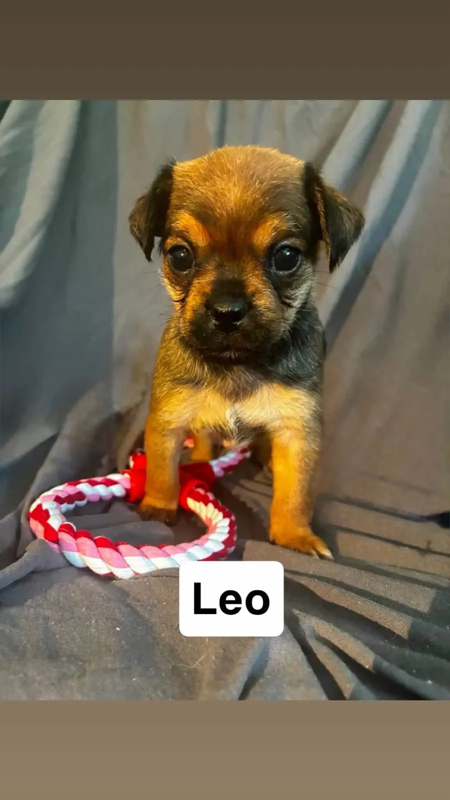 Leo – Photo 1 of 1