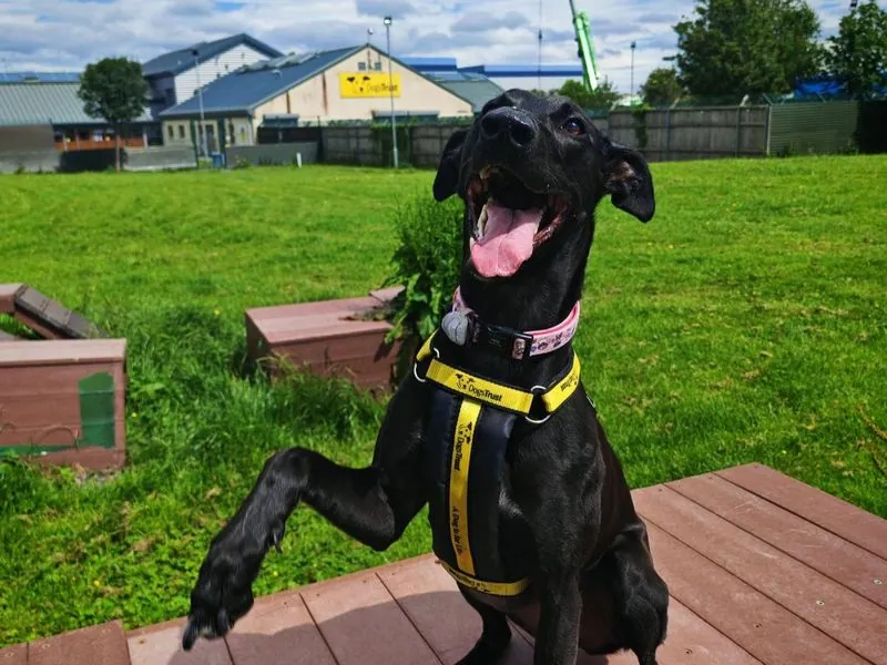 Phoebe – Photo 1 of 6
