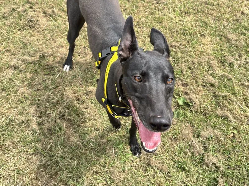 Rocco – Photo 1 of 1