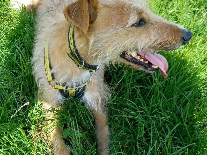 Rusty – Photo 1 of 3