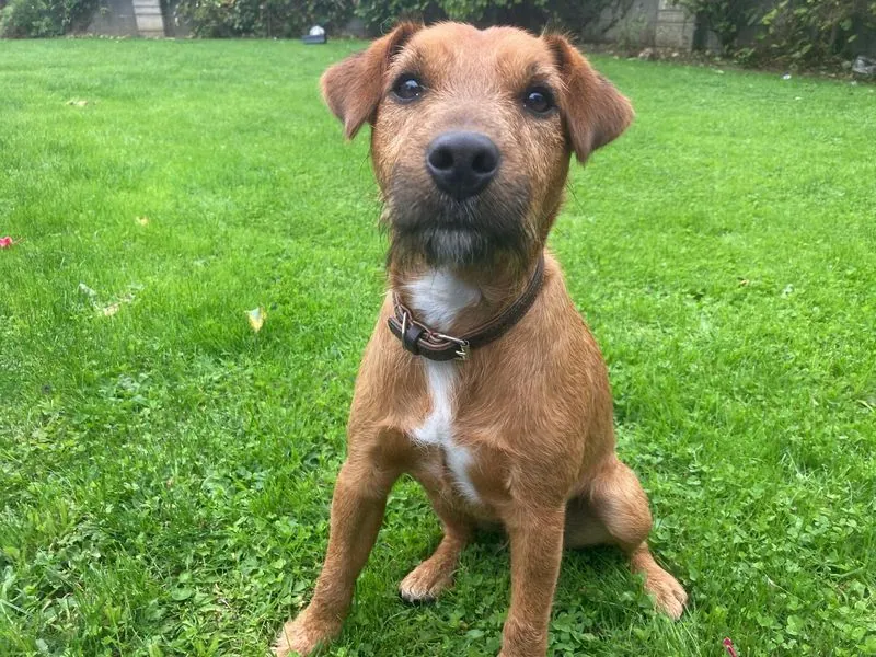 Follie | Terrier (Irish)