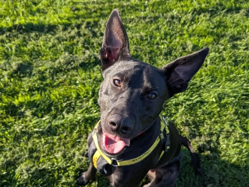 Frankie – Photo 1 of 11
