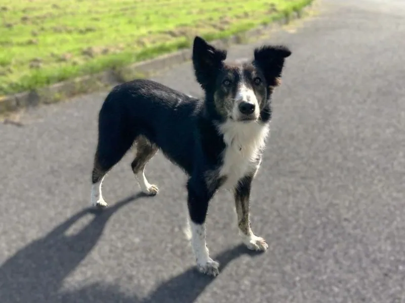 Benji – Photo 1 of 3
