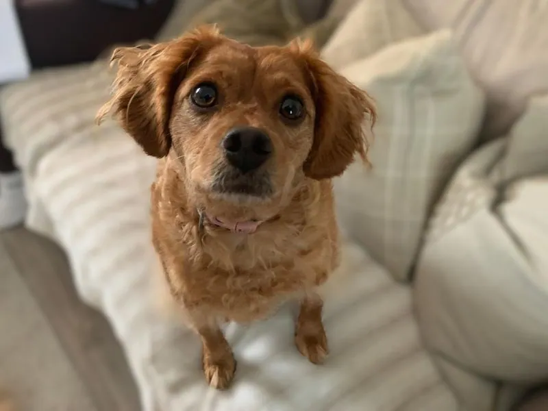 Dottie | Crossbreed