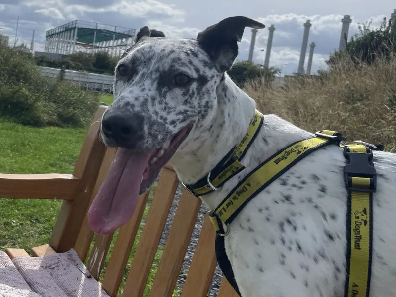 Pepper – Photo 1 of 2