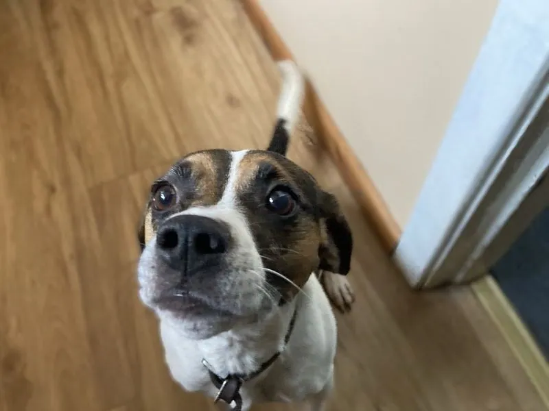 Bailey – Photo 1 of 4