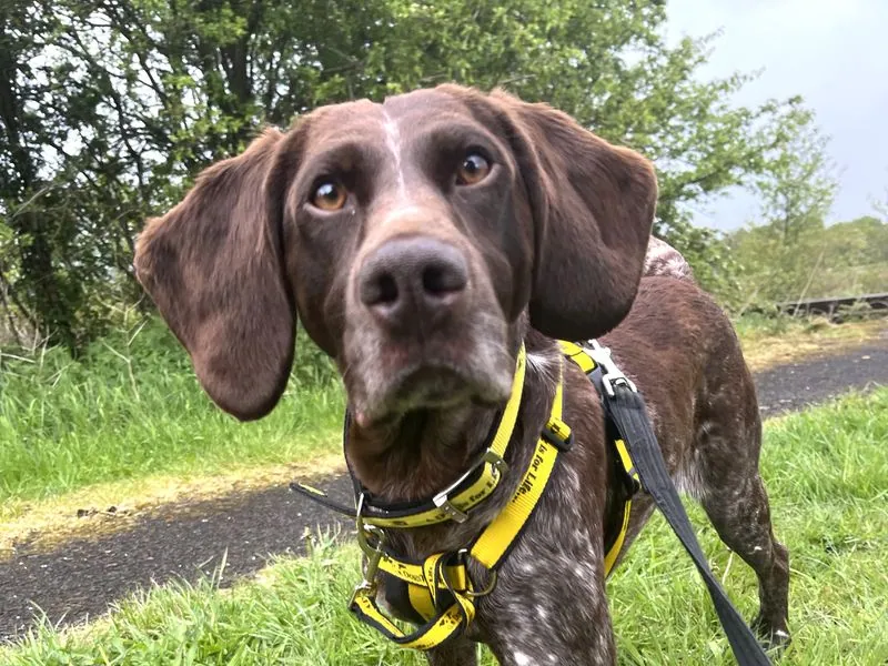 Maude